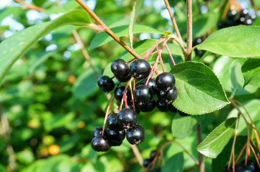 Live Plant - Black Chokeberry Shrub (Aronia Bush), 12-14" Tall Live Plant, Aronia melanocarpa