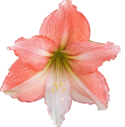 UtopiaSeeds Tinkerbell Amaryllis Bulb - Peach Amaryllis - One Large Bare Root Bulb
