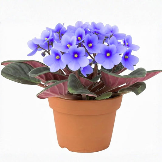 Light Blue African Violet Plant, Perennial African Violet Live Plants in 4 Inch Pot, Violets Live Plants Houseplant for Indoor Garden