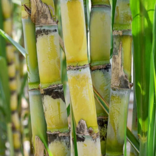 Set 20 Green Sugar Cane Plant Cuttings, 3-5" Unrooted Cuttings, Sweet Sugar Cane Live Plant Cuttings for Planting Outdoor Garden, No Ship to CA
