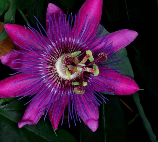 Live Plant - Lavender Lady Passiflora Starter Plant Passiflora X Alato Fragrant!