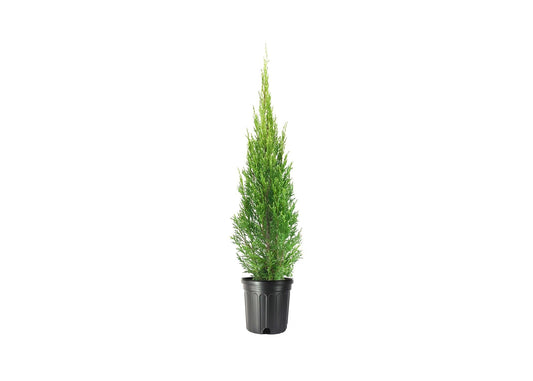 Medora Juniper | 1 Live Gallon Size Plants | Perfect for Year-Round Landscaping, Privacy Screening, and Low Water Environments, Drought-Tolerant
