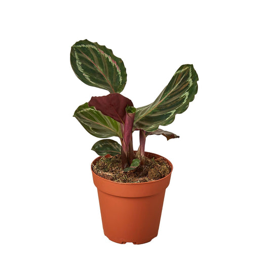 Calathea Roseopicta 'Medallion' | Live Plant for Indoor & Outdoor | for Living Room, Office, Bathroom | (4" Pot, White Cylinder)