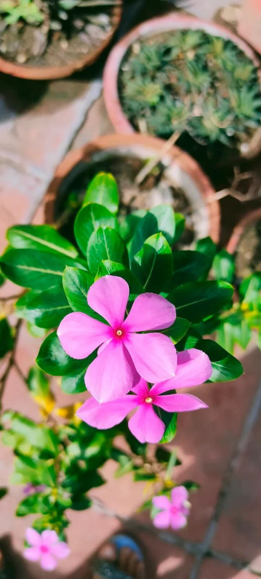 Live Plant - Flower Plant (Catharantus) 6in to 1 FT