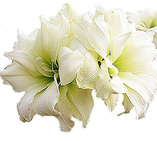 Alfresco White Amaryllis Bulb – Large Bulb for Planting, 4-8 Very Large Blooms, 16–24" Tall – Elegant Indoor & Outdoor Plant – Ideal for Seasonal Decor – Low-Maintenance Amaryllis Bulb (Not in Wax)
