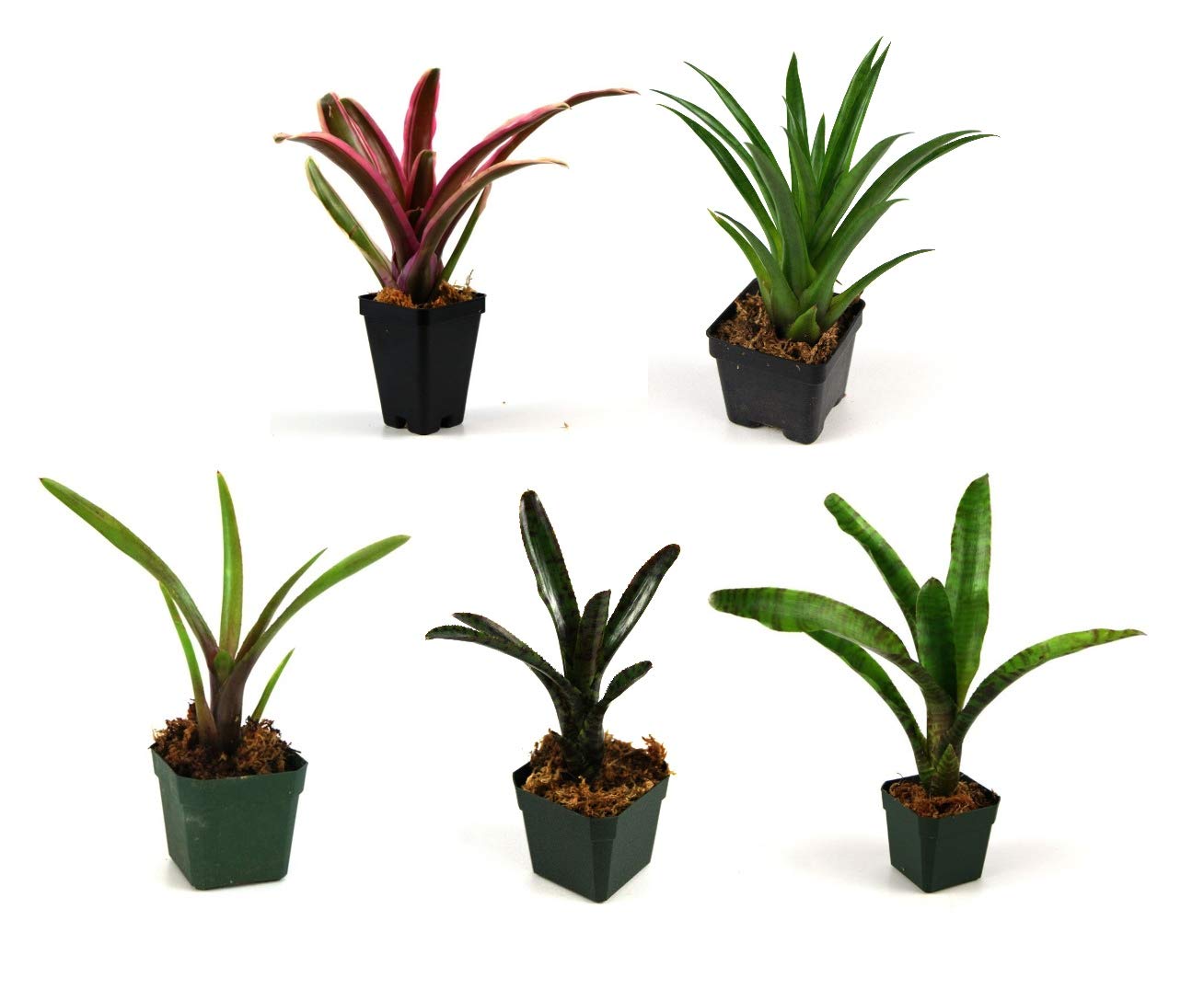 Josh's Frogs Bromeliad Bundle (5 Plants)
