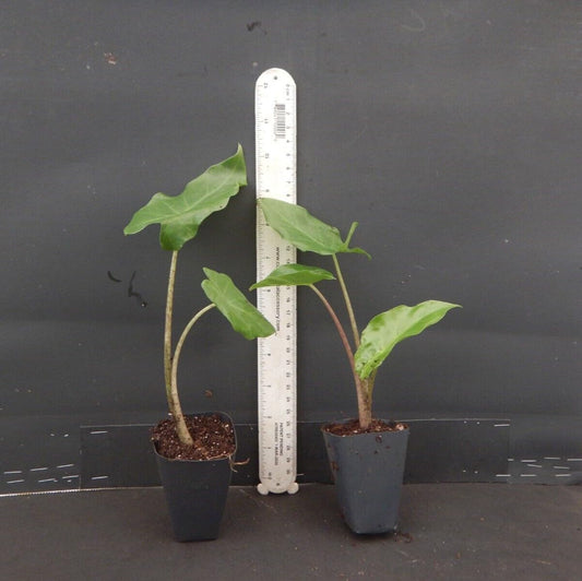 Live Plant - Portora Elephant Ear Alocasia Live Starter Plant Cold Hardy