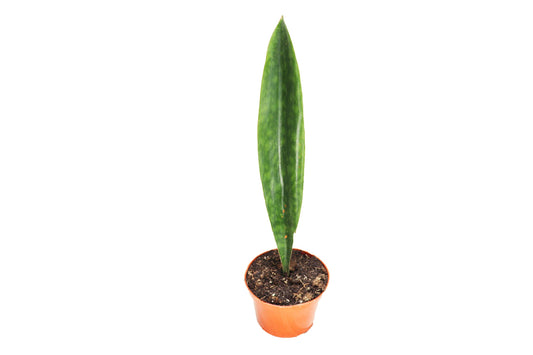 Sansevieria Masoniana (Whale Fin) -6'' from California Tropicals