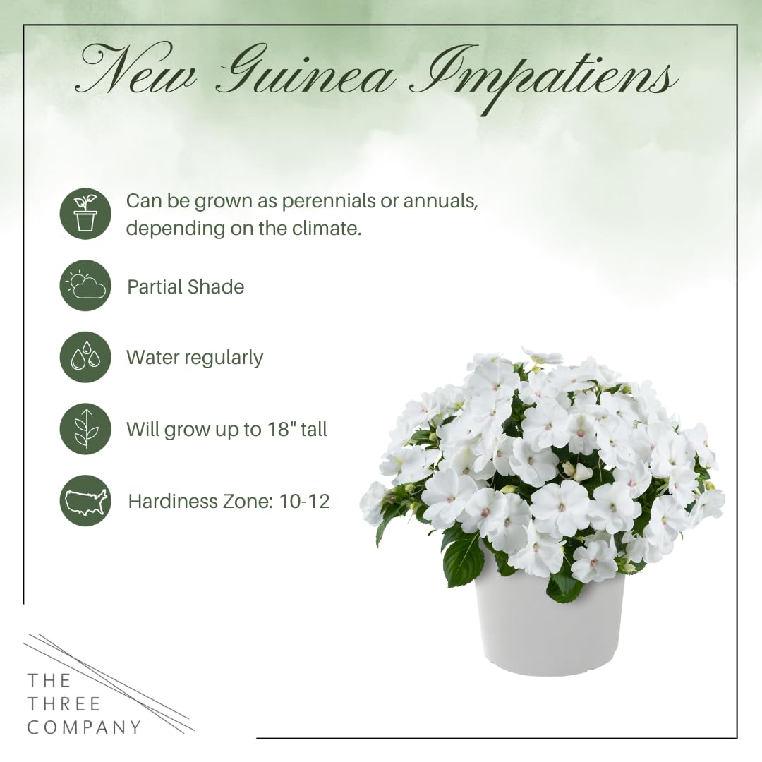 Live Flowering New Guinea Impatiens - White (3 Plants Per Pack) - Beautiful Shade Flowers - 12" Tall by 5" Wide in 1 Qt Pot