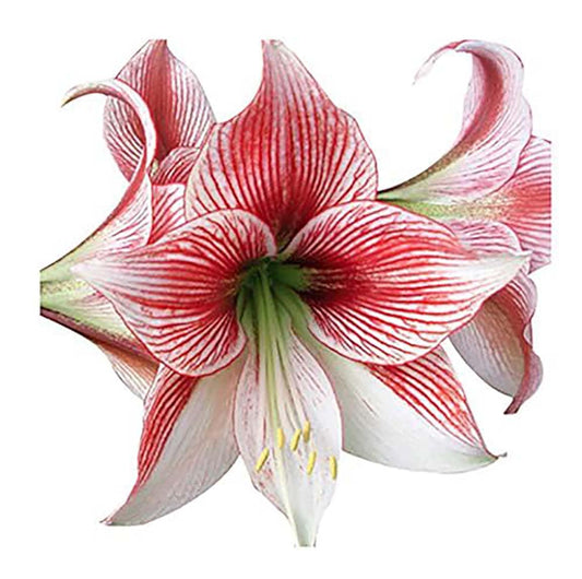Glee Amaryllis – 28-30 cm Bare Root Bulb – 2-3 Stalks with Pink and White Striped Flowers – Ideal for Indoor & Outdoor Planting – Stunning Floral Display