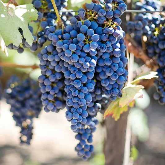 Votaniki Fredonia Grapes 2 Years #1 Size Bare Root for Planting — Perennial, Productive & Hardy Concord Type Grape | Easy to Grow Fruit Plant (2 Pack)