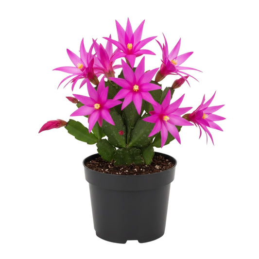 Pink Easter Cactus Plant Live, Spring Flowering Cactus in 2'' Pot, Low-Maintenance Indoor Plant