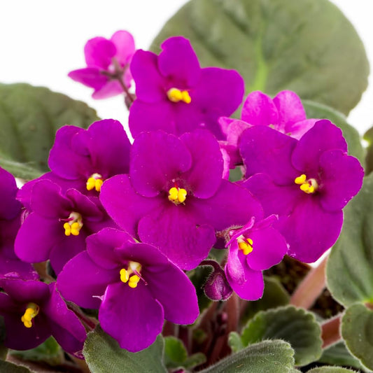 Red Purple African Violet Live Plant Houseplants, African Violet Flowering Plants Perennial, 4 Inch Pot