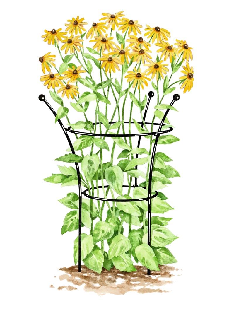 Gardener's Supply Company Essex Plant Support | Sturdy Metal Frame for Peonies & Roses | Flower Garden Cage with Wide Top Rings Natural Bouquet Shape | 31.5" H X18 D
