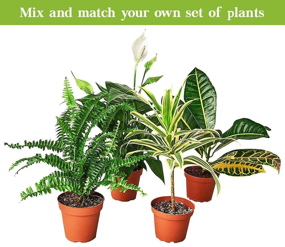 English Ivy Green Live Plant for Indoor | Different Houseplants in 4'' & 6'' Pot | Real House Plant for Living Room, Office, Desk & Bathroom | Hedera Helix Green California