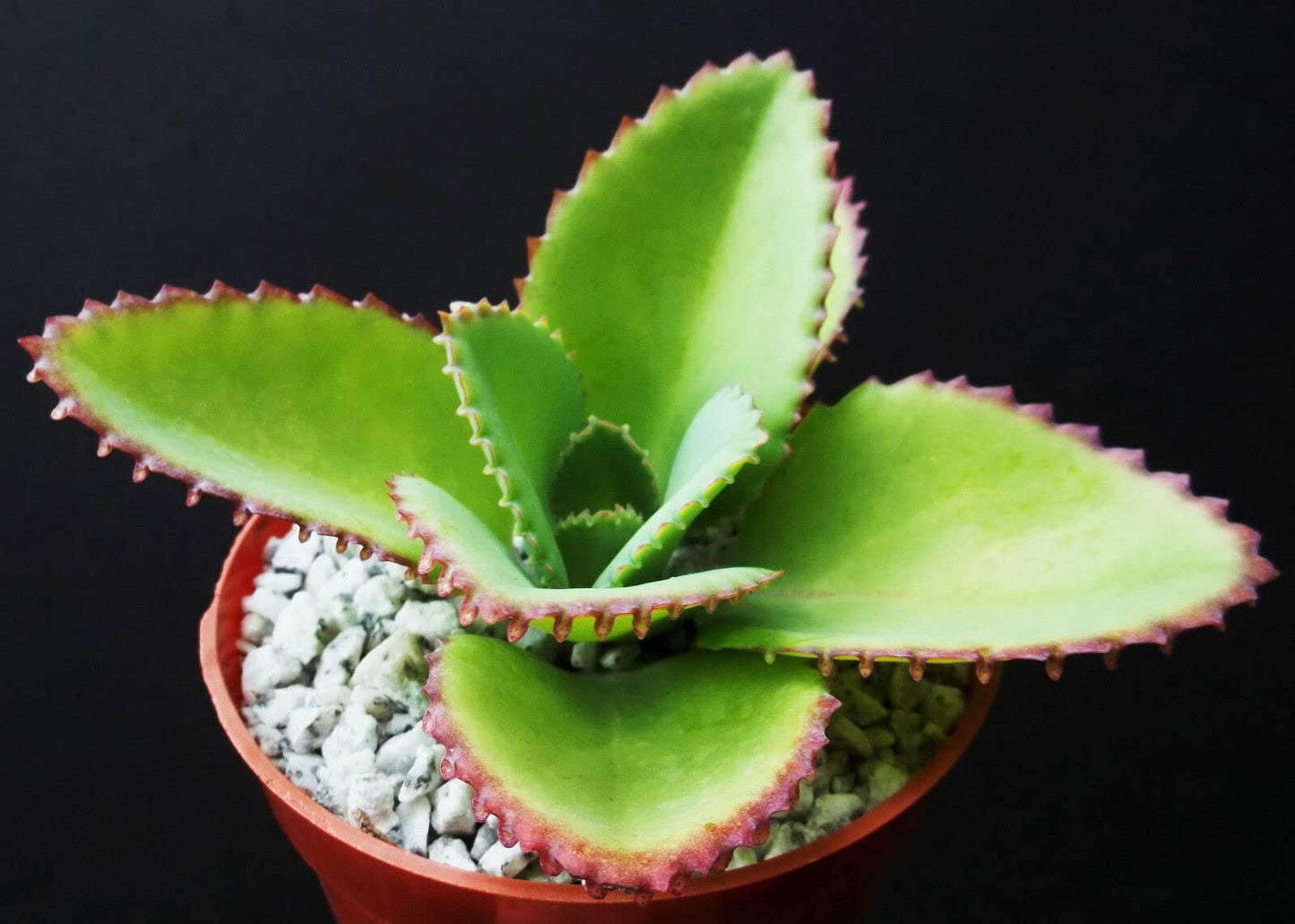 Kalanchoe Mother of Thousands Plant Live in 4 Inch Size, Kalanchoe Succulent Live Plants Indoor Outdoor, Kalanchoe Daigremontiana Plants Live by Exotic Succulent Collection