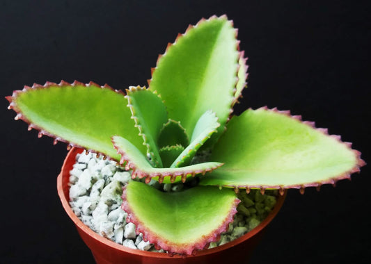 Kalanchoe Mother of Thousands Plant Live in 4 Inch Size, Kalanchoe Succulent Live Plants Indoor Outdoor, Kalanchoe Daigremontiana Plants Live by Exotic Succulent Collection