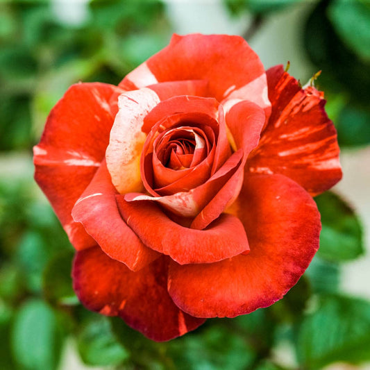 Tropical Lightning™ Climbing Rose, Dormant Bare Root Rose Plant That When Breaks Dormancy has Beautiful Orange Colored Flowers, 1-Pack