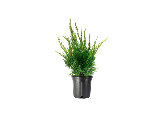Sea Green Juniper - 1 Live Gallon Size Plant - Juniperus Chinensis - Drought Tolerant Cold Hardy Evergreen Border Screening Shrub