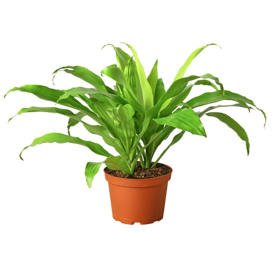 Dracaena Lime Light | Live Plant for Indoor & Outdoor | for Living Room, Office, Bathroom | (6" Pot)