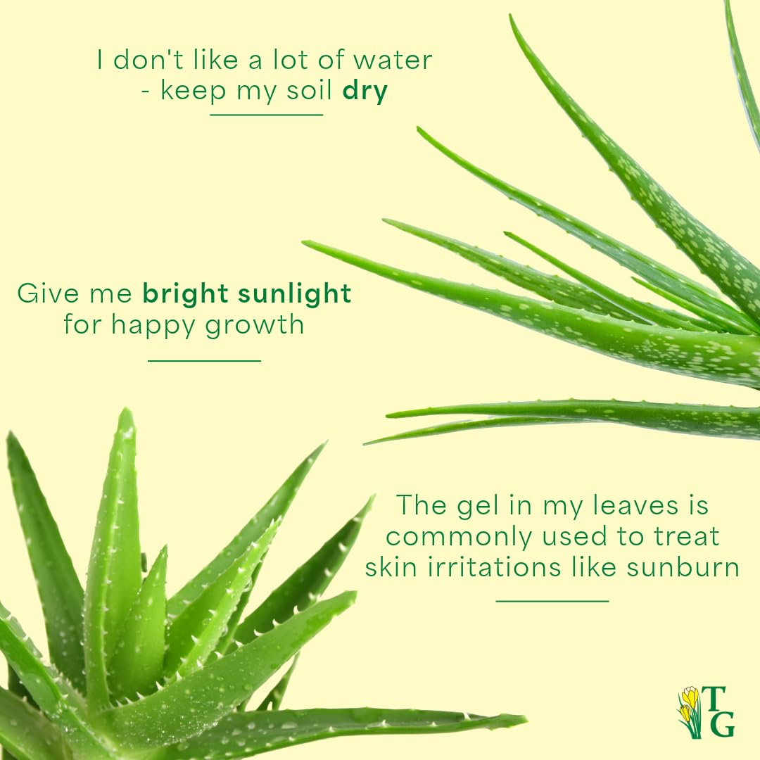 Thorsen's Greenhouse Aloe Vera, Live Indoor Plant, Aloe barbadensis, Easy to Grow, Succulent, Natural Air Purifier, 4" Diameter Pot (Natural)