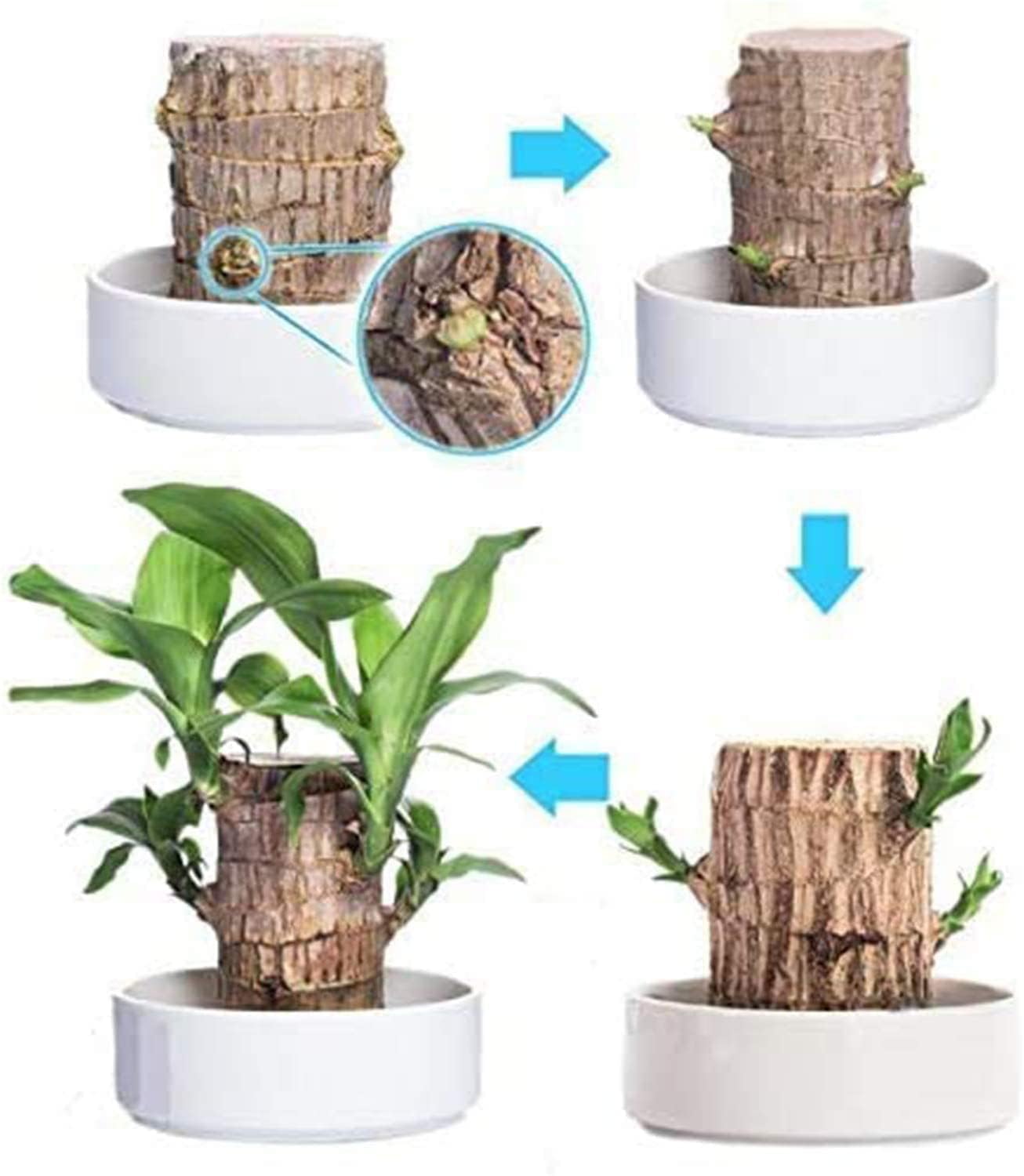 Mini Brazil Lucky Wood,Magical 𝐒𝐩𝐫𝐨𝐮𝐭𝐢𝐧𝐠 Brazilian Lucky Wood 𝐏𝐥𝐚𝐧𝐭 Wood,Indoor Office Desktop 𝐏𝐥𝐚𝐧𝐭 to Purify Indoor Air (Wood+Doll)