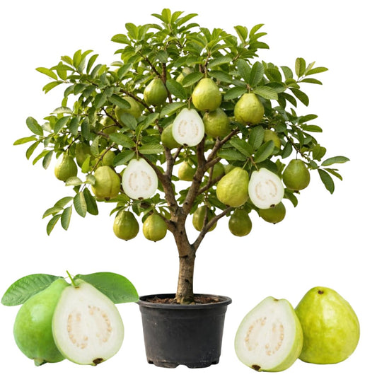 Live White Guava Tree Plant, Guava Tropical Fruit Tree, 2-3 Feet Tall in 3 Gallon Pot, Sweet Fruit for Outdoor Growing, No Ship to CA