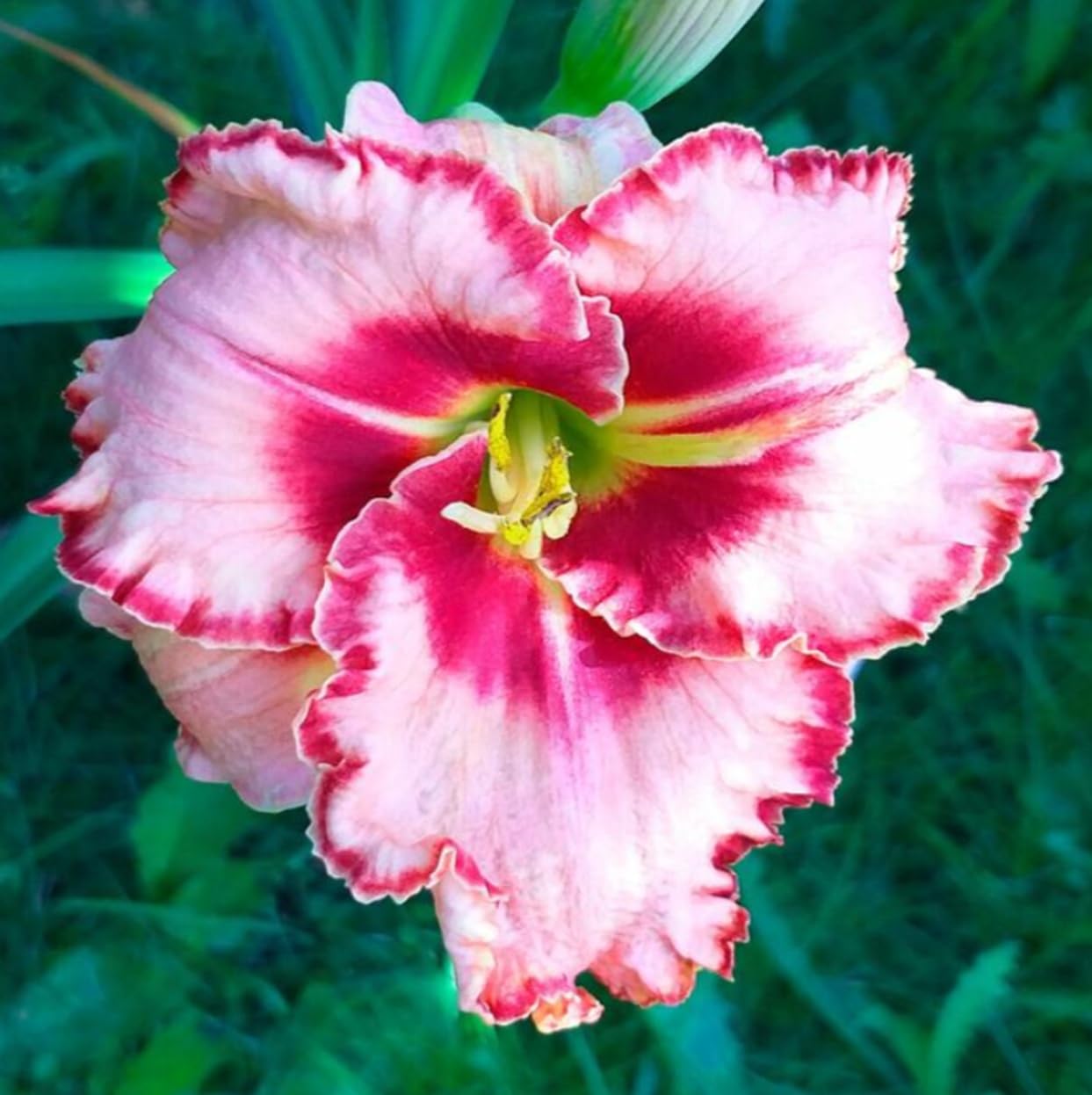 Lipstick and Lies Daylily Bulbs for Planting – Pink and Red Bi-Color Hemerocallis Perennial Flower – Hardy Summer Blooming Garden Lily – Easy Care Outdoor Flower Bulbs (3 Bulbs)