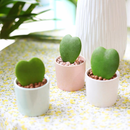 Hoya Kerrii Heart (2" Grower Pot) - Sweetheart or Valentine Hoya - Heart Shaped Leaf Houseplant - Live Healthy Houseplant for Home Office Decoration