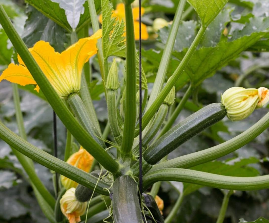 1 Pot 2 Live Zucchini Green Plants Summer Squash Vine Zucchini Vegetable Seedling 3-6 Inch Tall