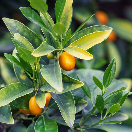Live Plant - Meiwa Kumquat Tree - 12-24" Tall - 1-2 Foot Tall Live Citrus Plant - Grafted