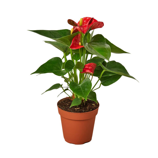 Anthurium 'Red' | Live Plant for Indoor & Outdoor | for Living Room, Office, Bathroom | (4" Pot)