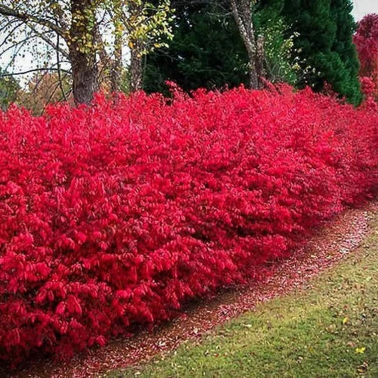 Dwarf Burning Bush Live Plant in Quart Pot, Red Burning Bush Shrubs for Outdoor Planting, 6 to 10 Inches Tall, Perennial Vibrant Bushes