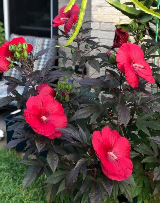 Live Plant - Mimi Hibiscus Moscheutos-Small Rooted Starter Plant-Huge 6-8”Blooms