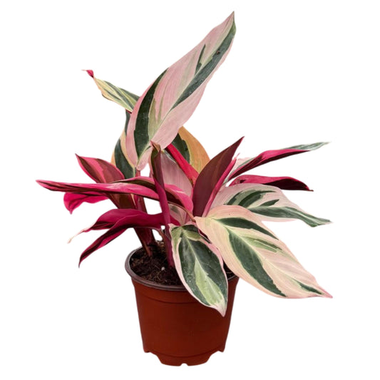 CoollectivePlants Stromanthe Triostar Live Plant in 4″ Growers Pot – Rare Tricolor Houseplant, Easy Care Indoor Plant, Low Maintenance Tropical Foliage for Home or Office
