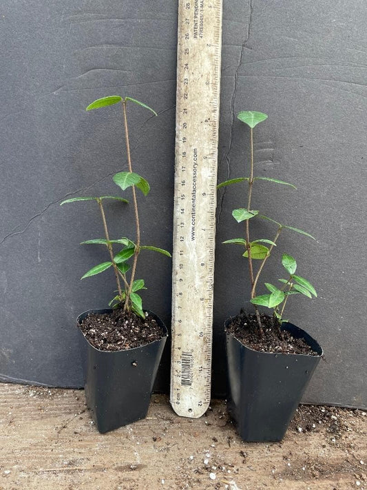 Live Plant - Asiatic Jasmine Trachelospermum asiaticum Small Rooted Starter Plant Fragrant