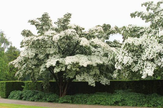 Kousa Dogwood Tree Seedlings for Planting - Cornus kousa - No California (2 Dogwood Trees)