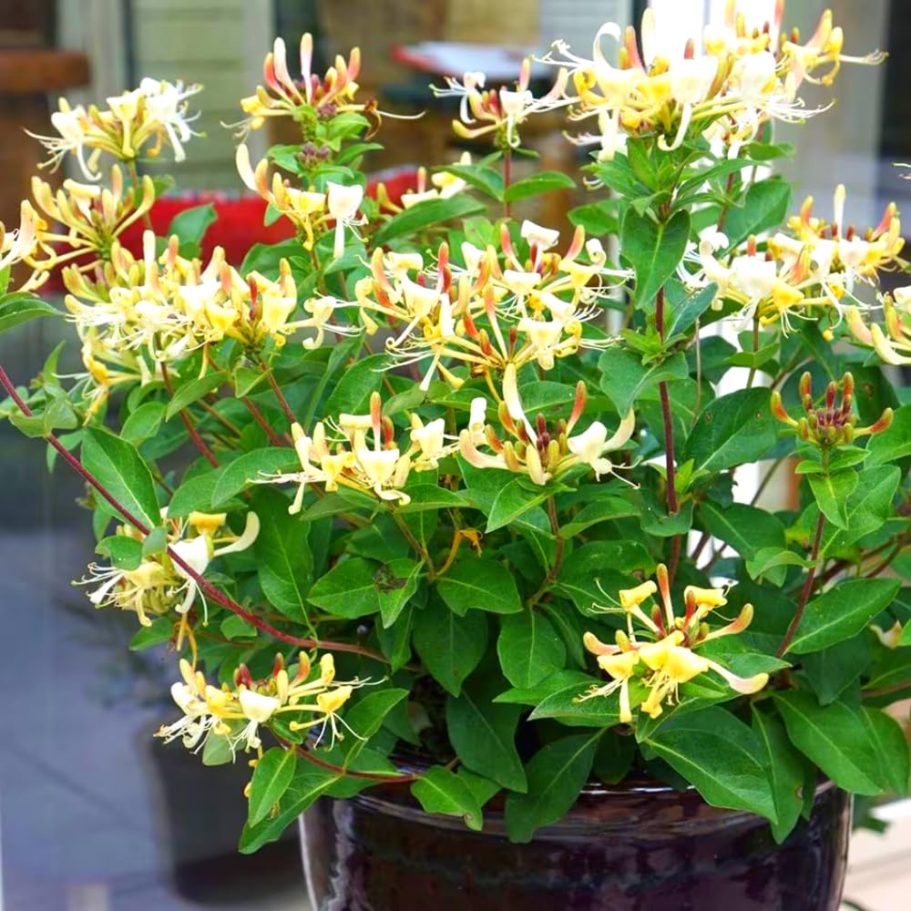 Fragrant White Yellow Climbing Honeysuckle Plant Live Vine, Lonicera Perennial Honeysuckle Plants 5 to 9 Inches Tall