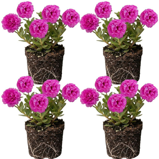 Set of 4 Live Portulaca Plants, Moss Rose Flower Plants, 4–7 Inches Tall, Ready for Indoor or Outdoor Planting (Deep Pink Portulaca)
