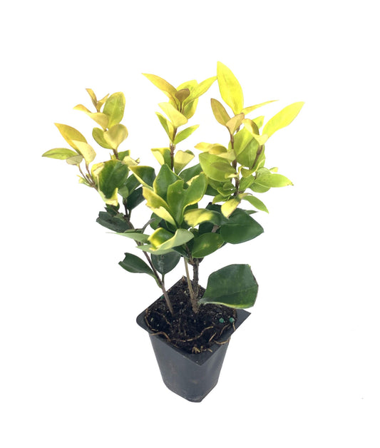 Ligustrum Japonicum Howardi - 10 Live Plants - Privet Howardii - Variegated Evergreen Shrub