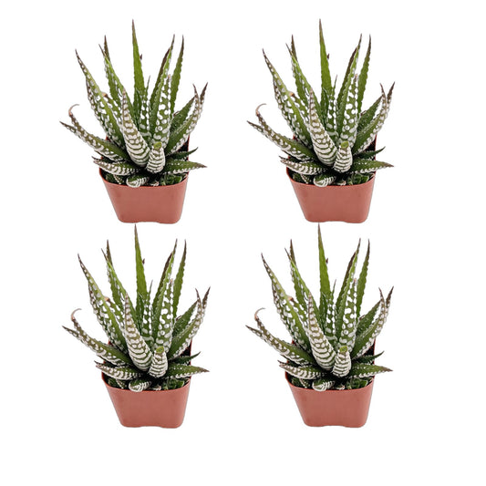 Succulents Set, 4 Pack Haworthia fasciata 'Big Band', Live Succulents Fully Rooted, Approx 2-inch Large, Unique Gift, for Wedding Favor, Party Favor