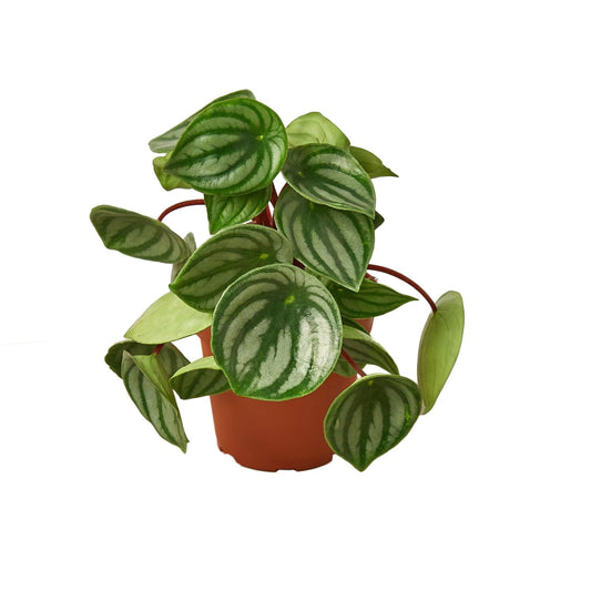 Peperomia Watermelon | Live Plant for Indoor & Outdoor | for Living Room, Office, Bathroom | (4" Pot)