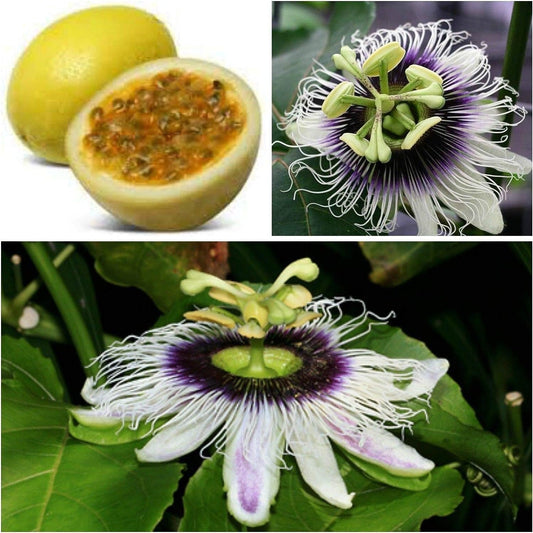Live Plant - Sweet Sunrise Passion Fruit Live Starter Plant Passiflora edulis Self Fertile