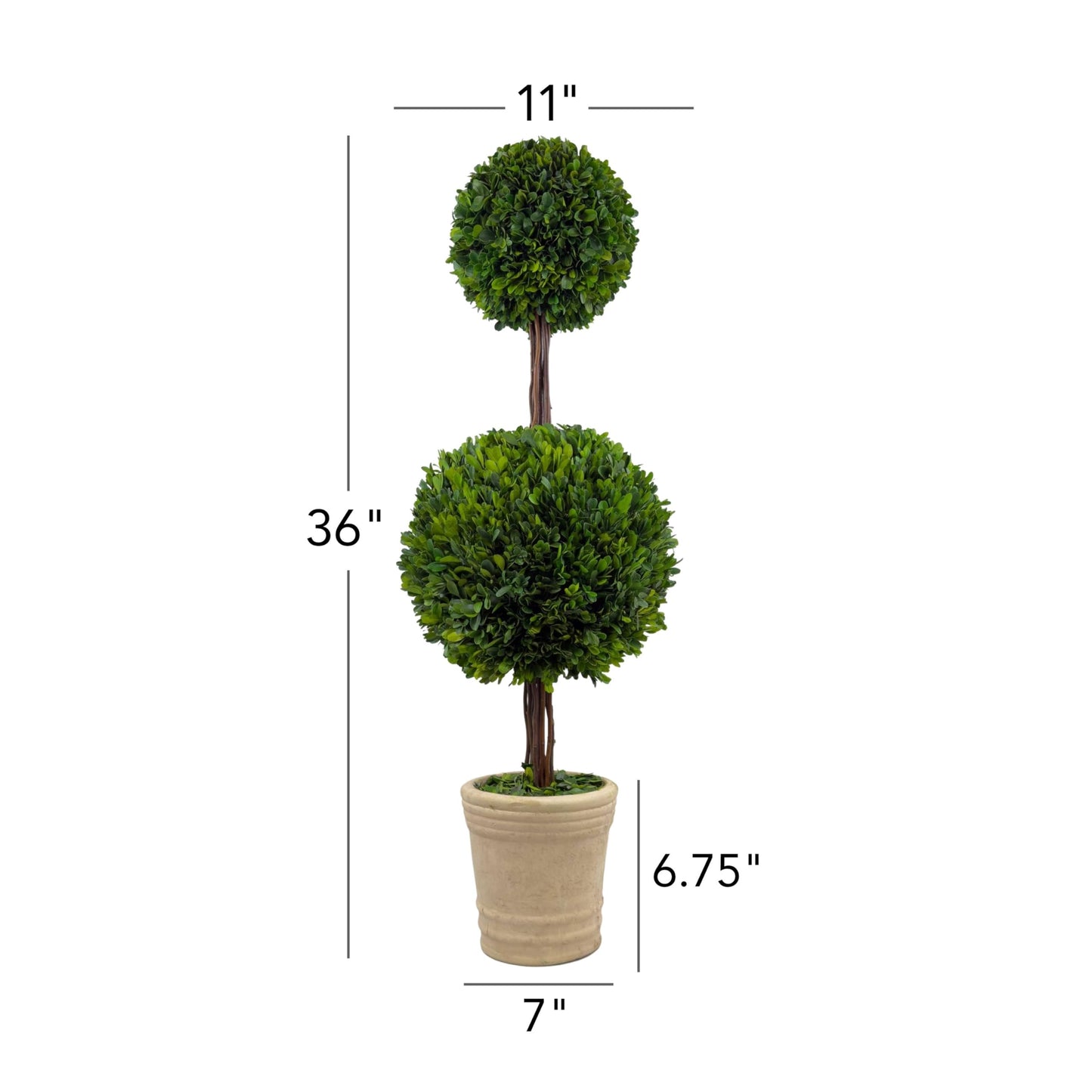 Shine Company Real Preserved Double-Ball Boxwood Topiary in Terracotta Pot (36" Tall/11 Wide)