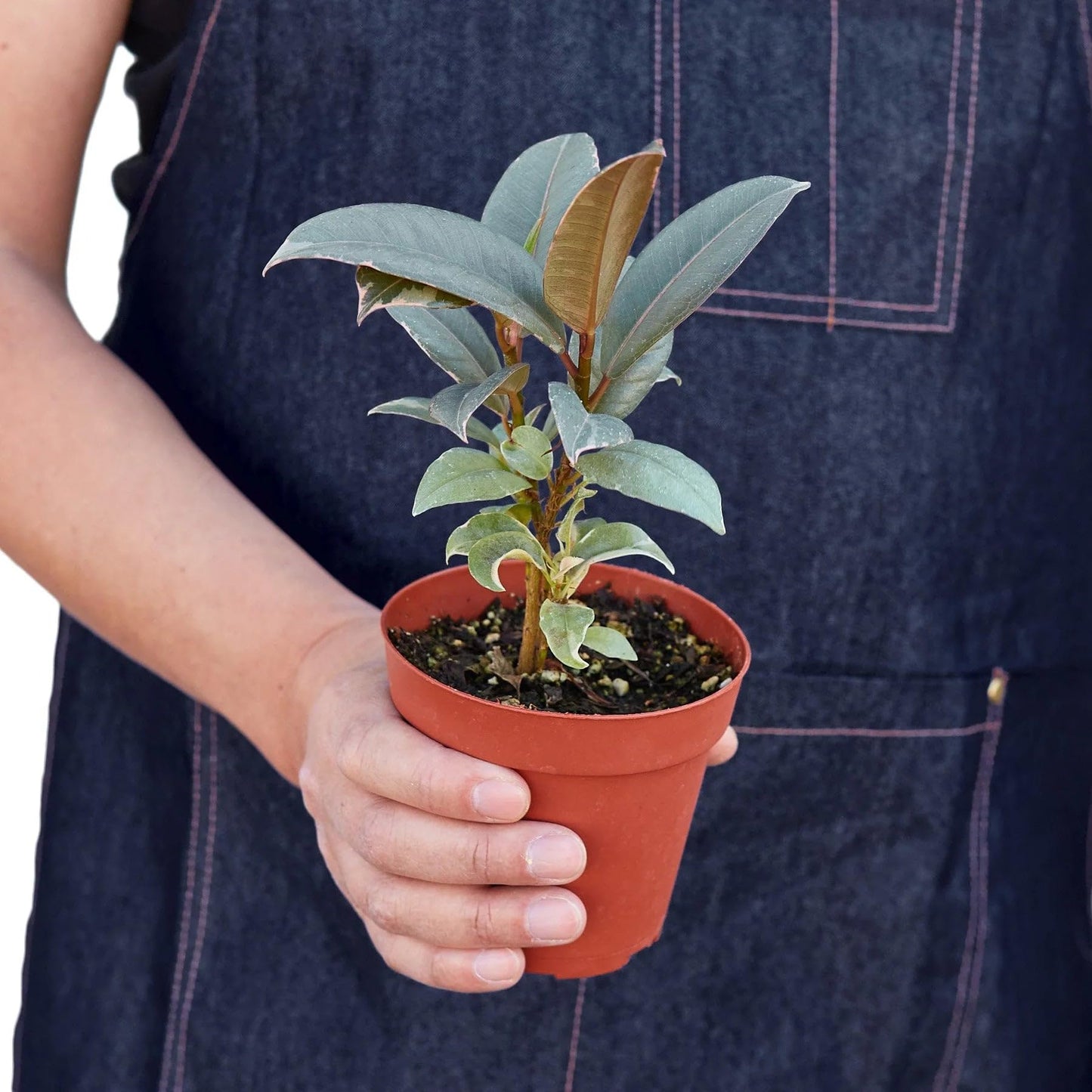 10 Pack Ficus Elastica 'Tineke' in 6in Pot - Live Plants Tropical Houseplants | Variegated | USA Growers | The Snobby Leaf