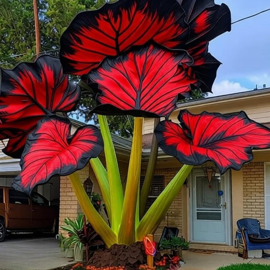 EDRHTJG Elephant Ear Oversized Foliage-Alocasia for Outdoor Sunny Patio-Heat Tolerant-Decor Natural Sunset Shades (6)