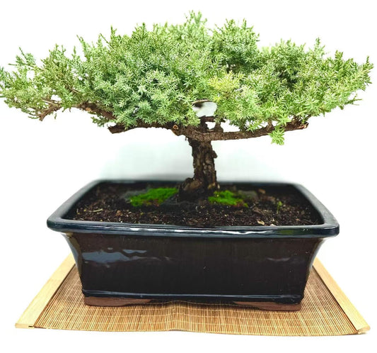 Live Dwarf Juniper Bonsai Tree 15+Years Old | Juniper or Jade Bonsai Tree | Indoor/Outdoor | 100% Handcrafted| Home and Office Décor | Best Gift for Holiday (style4)