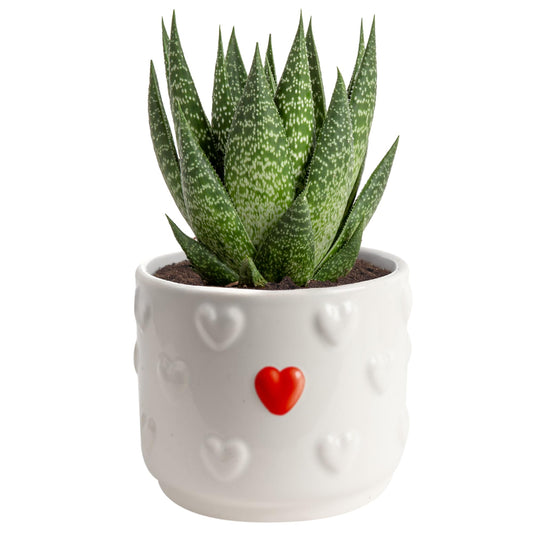 Costa Farms Haworthia Succulent, Easy to Grow Live Plant in Indoor Houseplant Pot, Potting Soil, 4-Inches Tall, Home & Room Decor