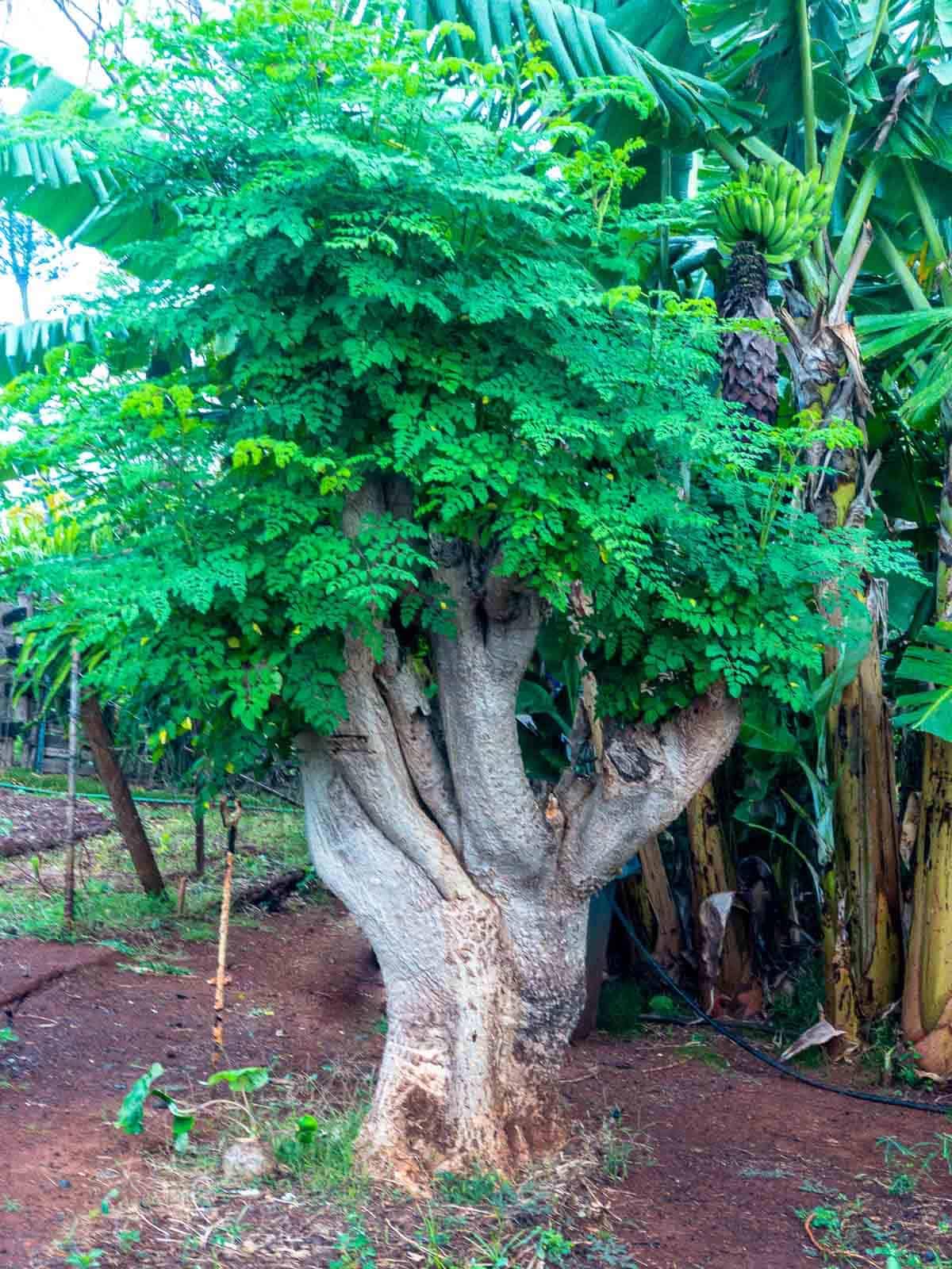 Moringa Tree Live Plant, Malunggay Moring Plant in 4" Pot, 7-10" Well-Rooted, Drumstick Horseradish Trees Live Plants for Planting
