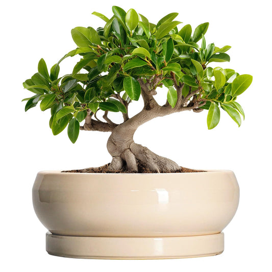 EPFamily Bonsai Pots - 10 Inch Ceramic Succulent Planters Indoor Outdoor, Bonsai Planters with Drainage Hole and Saucer, Round Shallow Planter, Bowl Planter, House Decor, Gifts for Plant Lover, Beige